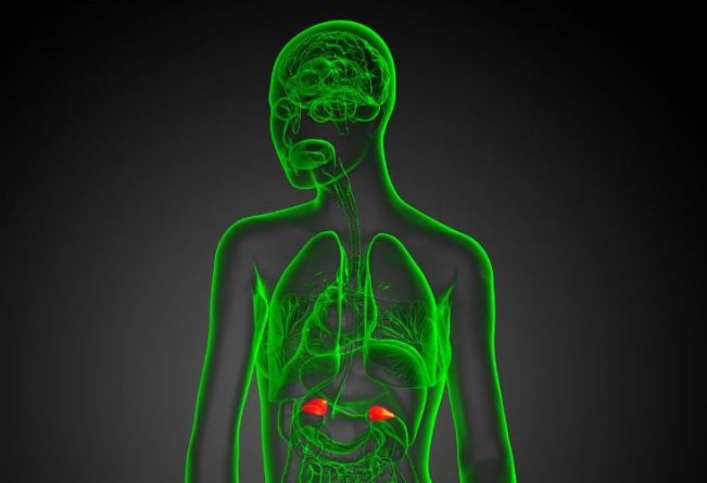 MTHFR and stress